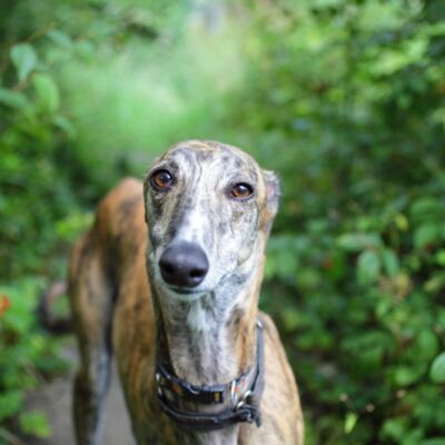 PAB IMAGES Thumbnail