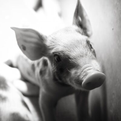 piglet Thumbnail